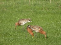 Black Tailed Godwits1 bf.jpg