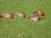 Black Tailed Godwits2 bf.jpg