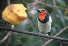 Barbet, black-collared.jpg