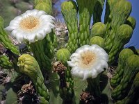 cactus.flower DSCN1510.jpg