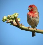 house finch.male DSCN1504.jpg