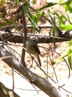 flycatcher redone. may 2007 slough.jpg