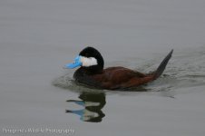 Ruddy Duck.jpg