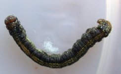larva 1 (small).jpg