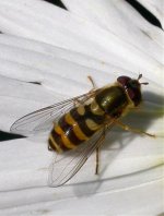 hoverfly 1a (650).jpg