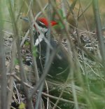 pileatedwoodpecker.jpg