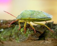 green shieldbug 1c (650).jpg