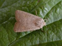 Poss Common Quaker 9616.jpg