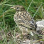 MeadowPipit.JPG