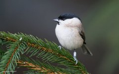 MarshTit@LowBarns_211206.jpg