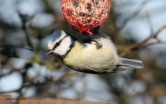 BlueTit@Croftside_220306.1.jpg