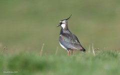 Lapwing@WiddybankFell_260407.jpg