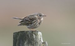 MeadowPipit4@LangdonBeck_260407.jpg