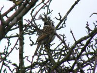 A REED BUNTING RUDYARD 170307.jpg