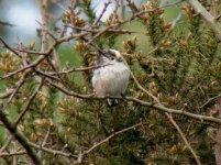 LONG TAILED TIT CROP 170307.jpg