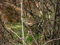 A REDWING RUDYARD 170307.jpg