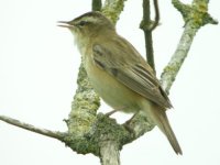 Sedge Warbler.jpg