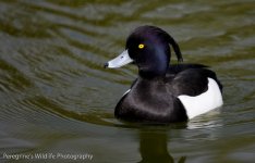 Tufted Duck.jpg