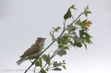 GardeN Warbler.jpg