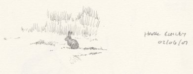 hare sketch.jpg