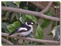 COLLARED FLYCATCHER.jpg