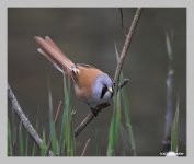 bearded tit3f.jpg