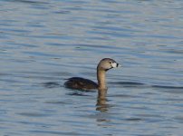 Pied-billed Grebe.jpg