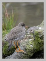 redshank1f.jpg