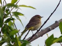 Palm Warbler.jpg