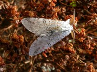 puss moth (650).jpg