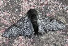 peppered moth (650).jpg