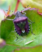 hawthorn shiedbug (650).jpg