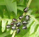 ShieldbugNymphs.Shearwater.01-06-07.jpg