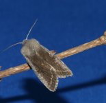 Moths-unsure-2.jpg