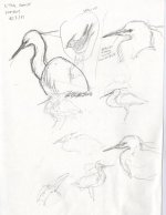 egrets.jpg