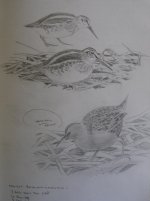 Jack Snipe, Water Rail.jpg