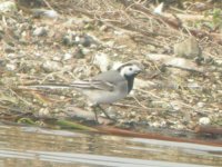 Beddington Farm White Wagtail 2.JPG