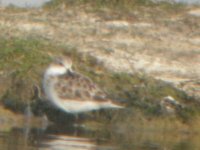 OM Little Stint 1.JPG