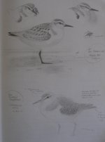 Sanderling, Common Sandpiper.jpg