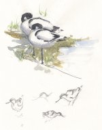 avocetsketches2.jpg