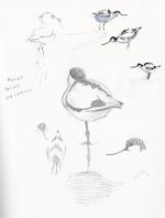 avocetsketches1.jpg