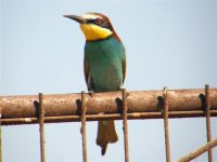 Bee Eater Kalloni 150507 (Small).jpg