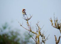 2007_0604Woodchat0001.jpg