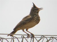 Crested Lark Kalloni 0030507 (Small).jpg