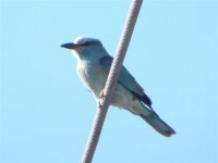 Roller Petra-Kalloni Rd 130507 (Small).jpg