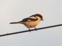 Woodchat Shrike Anaxos 030507 (Small).jpg