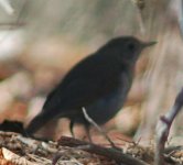 hermitthrush.jpg