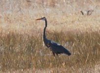 greatblueheron.jpg