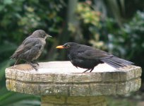 DS starling juv & blackbird m on birdbath 160507 1.jpg