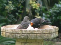 DS starling juv & blackbird m on birdbath 160507 2.jpg